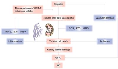 The renal damage and mechanisms relevant to antitumoral drugs